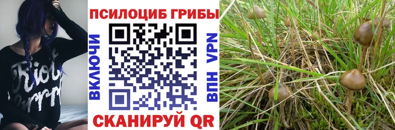 Псилоцибиновые грибы Cubensis  сколько стоит  Поронайск 